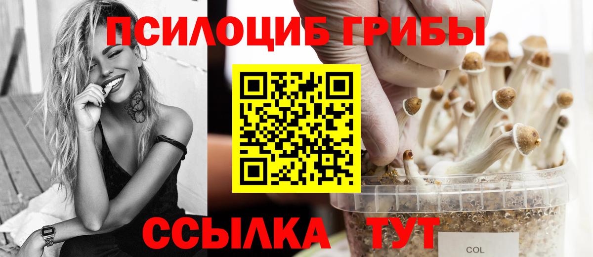 Псилоцибиновые грибы Psilocybe Кимры